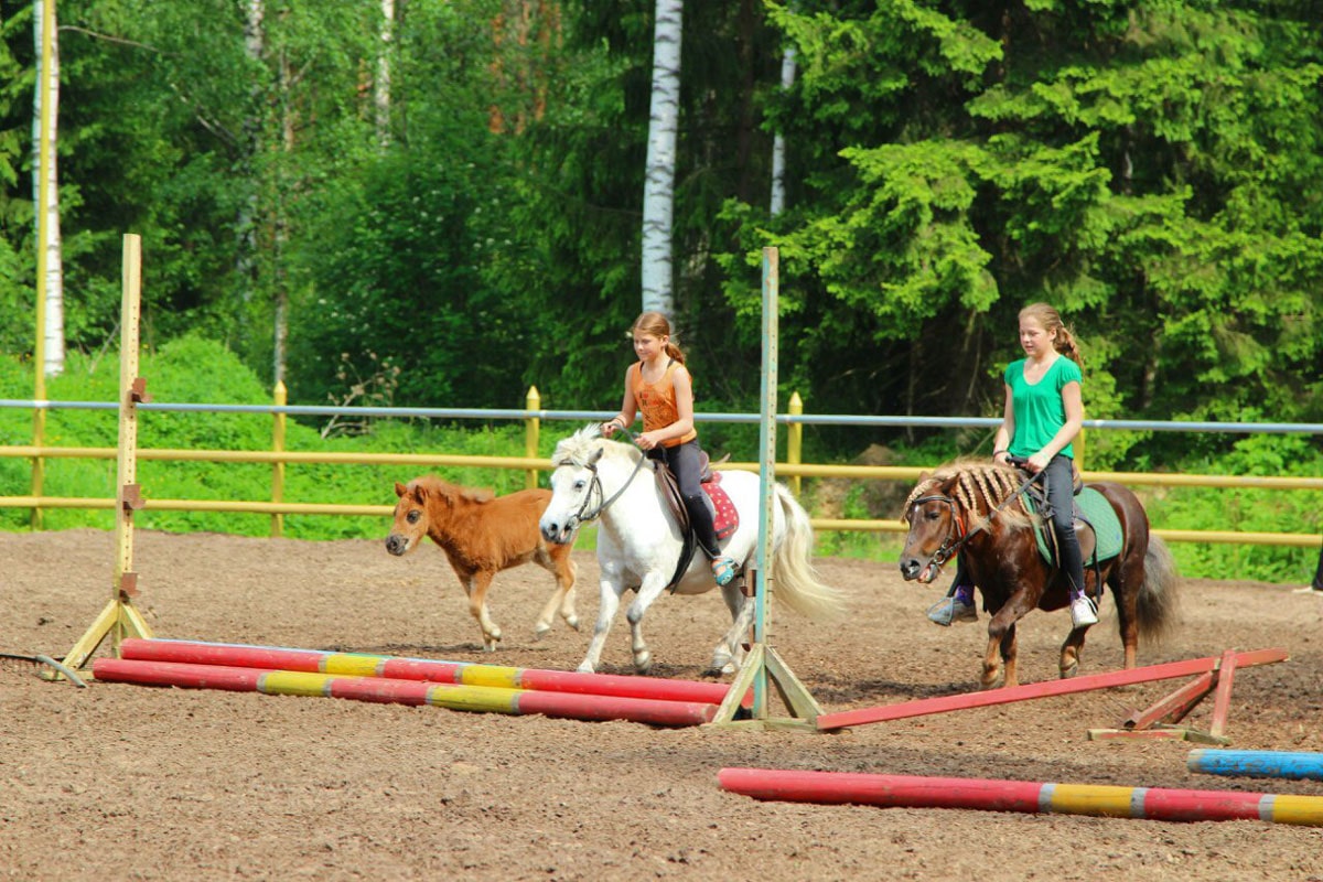 Прокат лошадей в деревне Мандроги | Мандроги Удивительная Деревня в Ленинградской области